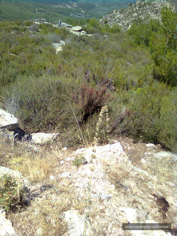 photo 1024075