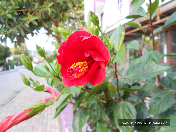 photo 1260136