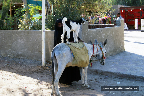 photo 248390