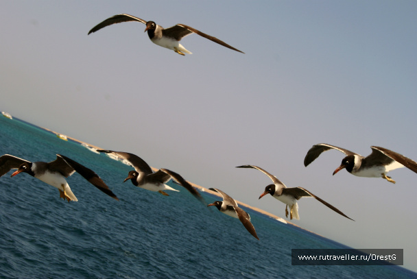 photo 248392