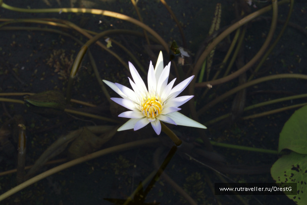 photo 248946