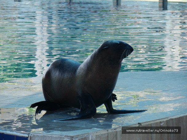 photo 203527