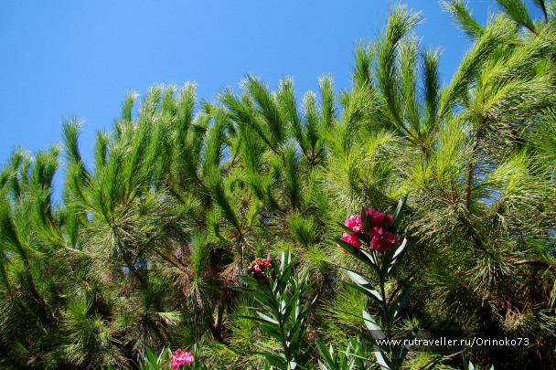 photo 424457
