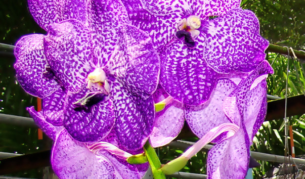 __DSC007822ms