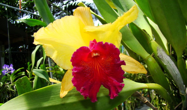 DSC00800