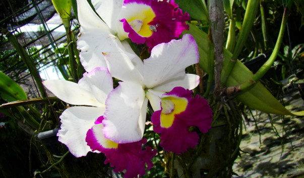 DSC00797