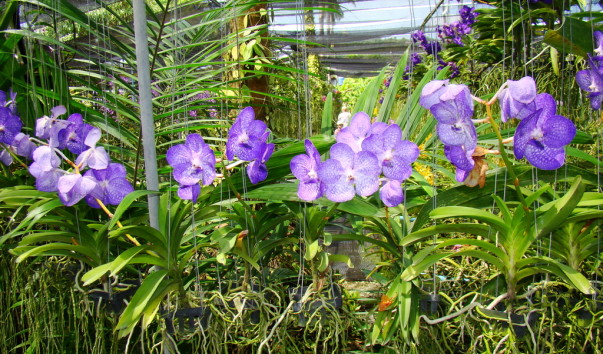 DSC00786