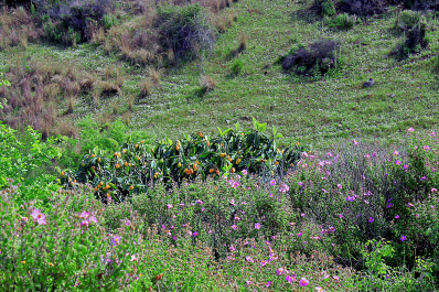 photo 428271