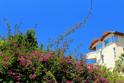 photo 442312