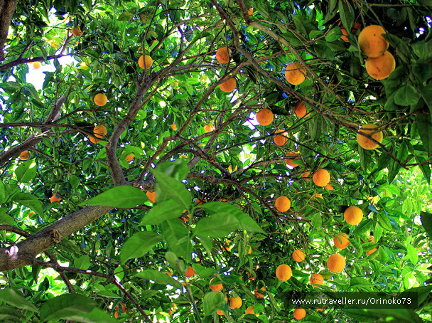 photo 686562