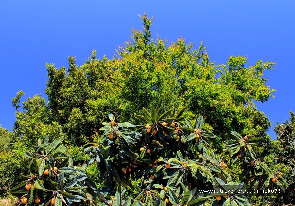 photo 809816