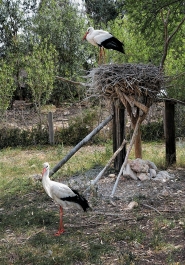 photo 778443