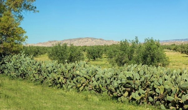 $IMG_Tunis_0992ms