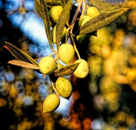 photo 859515