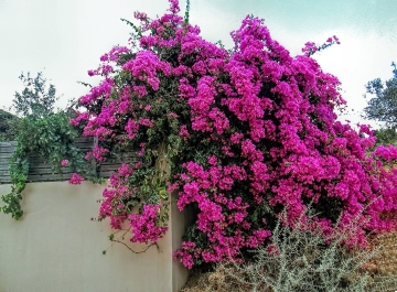 photo 869385