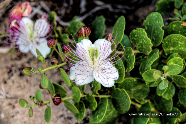 photo 1407025