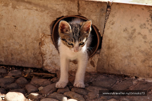 photo 1454711
