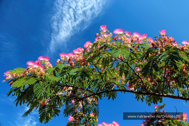 photo 1457447