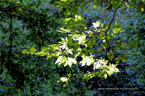 photo 1463062