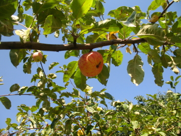 photo 202874