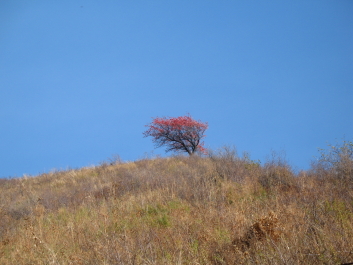 photo 43511