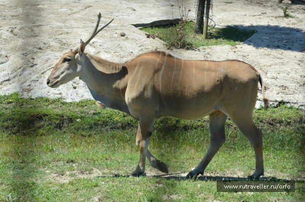 photo 832728