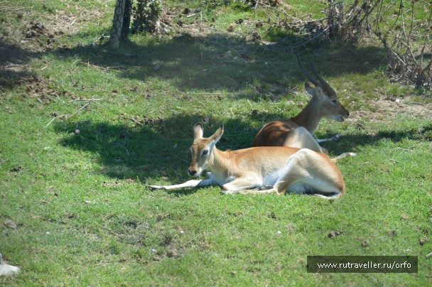 photo 832731
