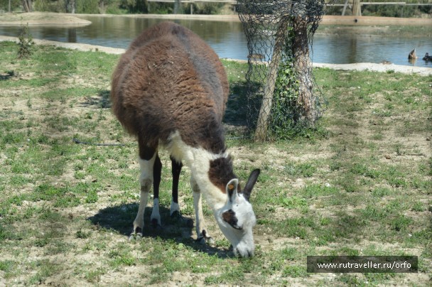 photo 832741