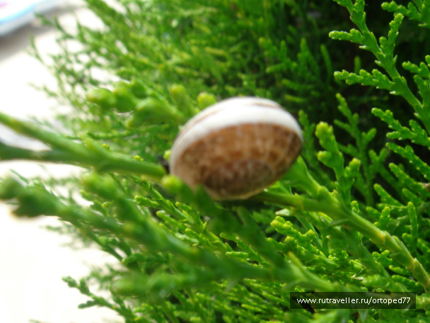 photo 209355