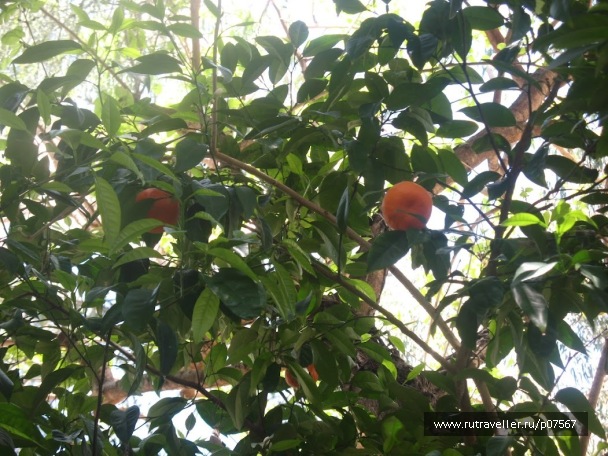 photo 80685