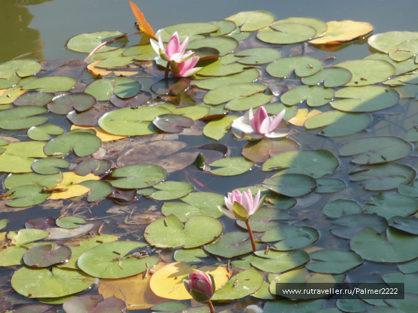 photo 233159