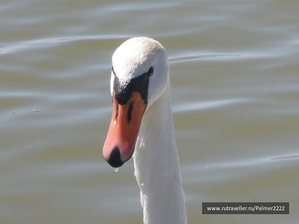 photo 233161