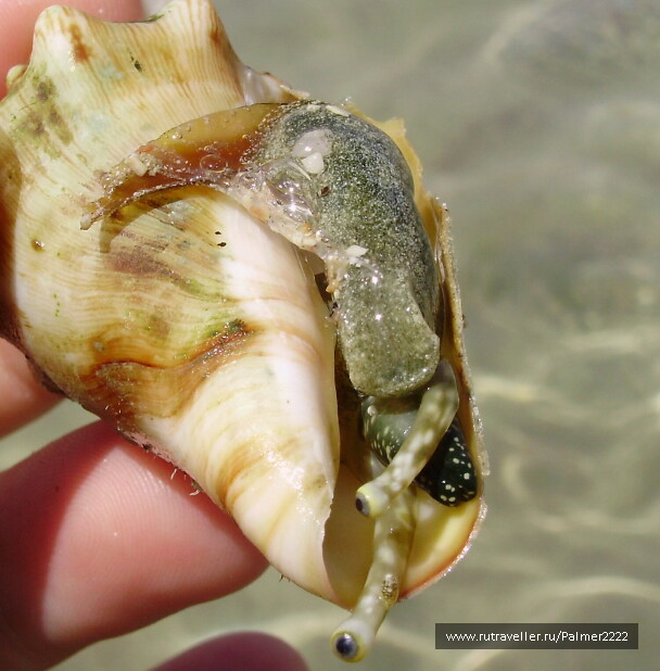 photo 237743