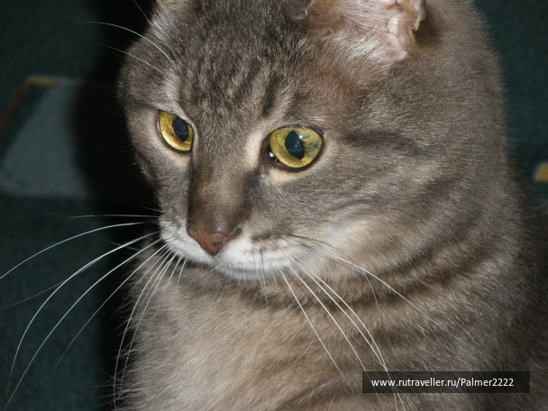 photo 233162