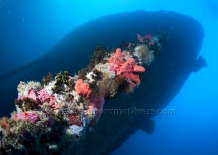 Thistlegorm EM14
