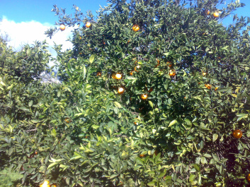 photo 211524