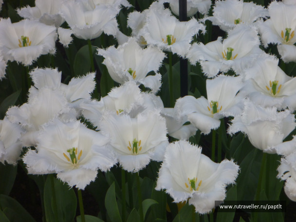 photo 222822