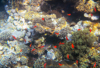 photo 440097