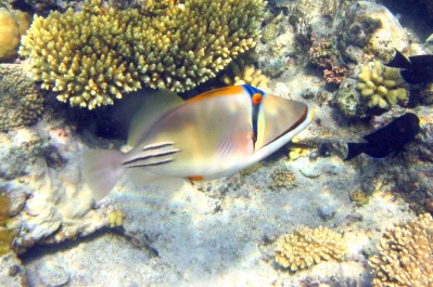photo 443135