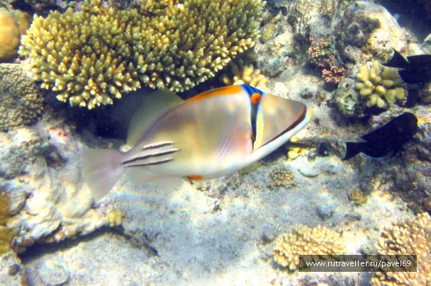 photo 443135