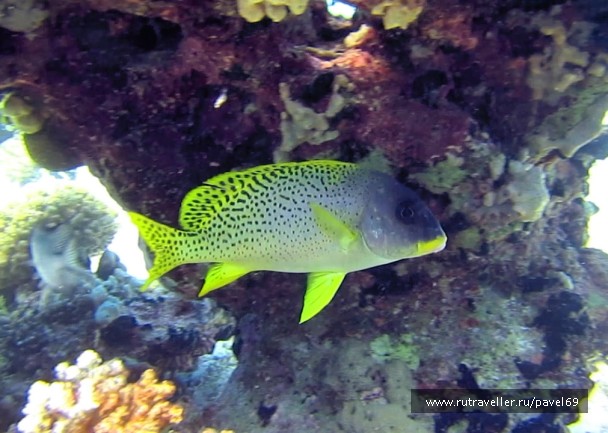 photo 763666