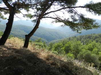 photo 833450