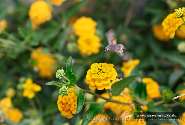 photo 127425