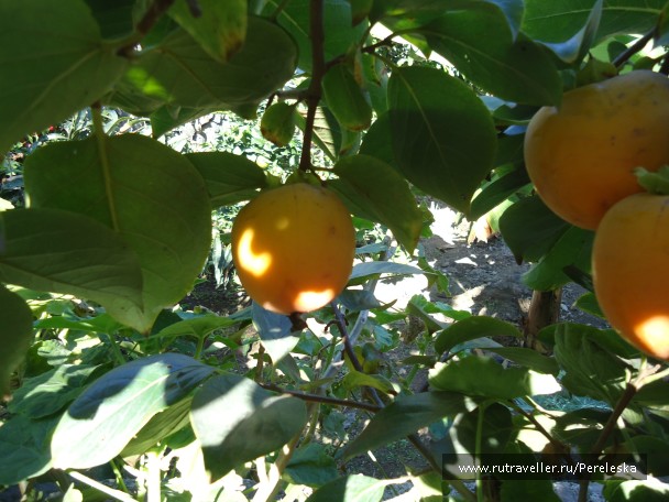 photo 906642