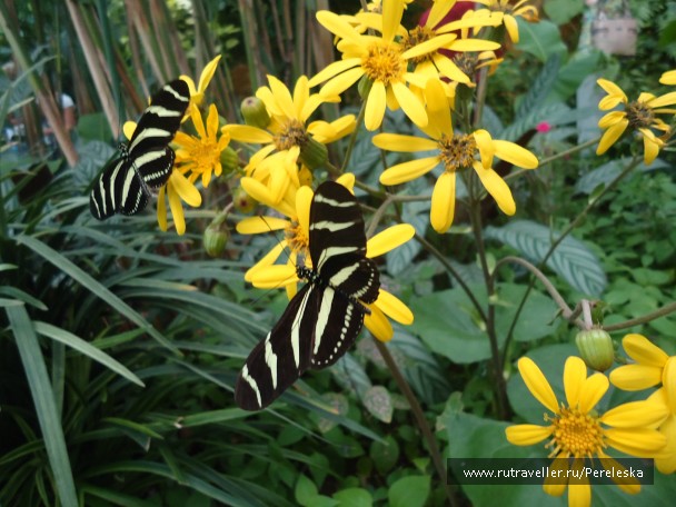 photo 906652