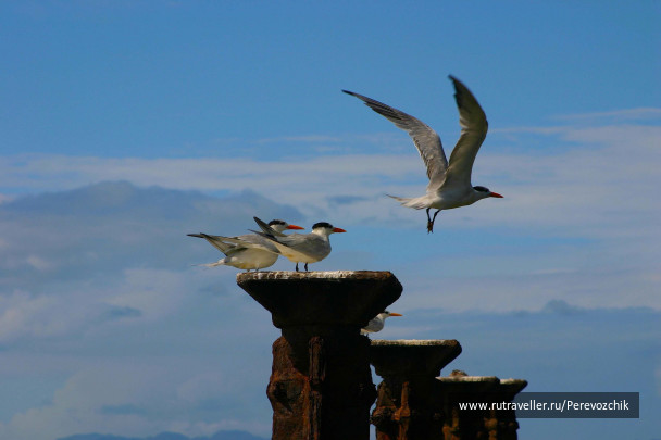 photo 66932
