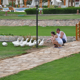 Moevenpick taba
