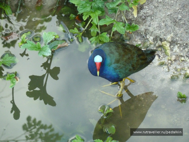 photo 249682