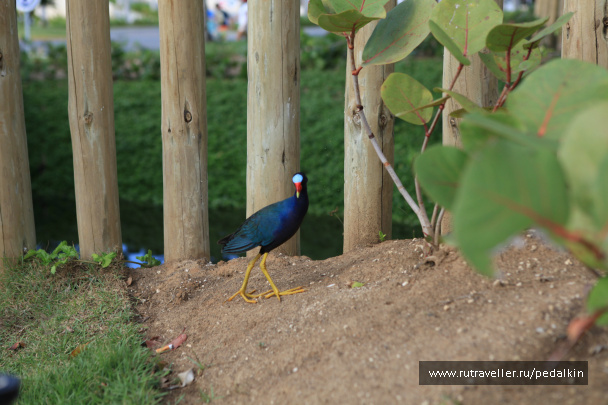 photo 249725