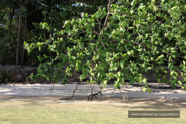 photo 249732